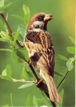 Vrabec polní 2003 95 002 D ● - Fauna